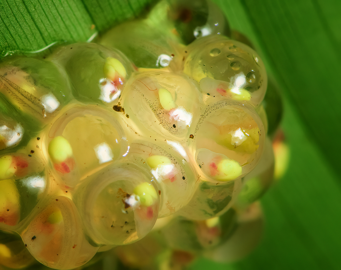 Atrato Glass Frog - egg clutch closeup, Santa Cecilia, Colombia A beautiful species of glass frog. This is likely the male, as we found it defending a clutch of eggs on the underside of a large leaf. The eggs seem far developed. When the tadpoles hatch, they fall in the stream below and enter the game of chance that we call life.<br />
<figure class="photo"><a href="https://www.jungledragon.com/image/144683/atrato_glass_frog_hyalinobatrachium_aureoguttatum_santa_cecilia_colombia.html" title="Atrato Glass Frog (Hyalinobatrachium aureoguttatum), Santa Cecilia, Colombia"><img src="https://s3.amazonaws.com/media.jungledragon.com/images/2/144683_thumb.jpg?AWSAccessKeyId=05GMT0V3GWVNE7GGM1R2&Expires=1770854410&Signature=Tvm2Zd4eJWKScrgd9J6uHbE1TZw%3D" width="200" height="134" alt="Atrato Glass Frog (Hyalinobatrachium aureoguttatum), Santa Cecilia, Colombia A beautiful species of glass frog. This is likely the male, as we found it defending a clutch of eggs on the underside of a large leaf. The eggs seem far developed. When the tadpoles hatch, they fall in the stream below and enter the game of chance that we call life.<br />
https://www.jungledragon.com/image/144684/atrato_glass_frog_hyalinobatrachium_aureoguttatum_-_side_view_santa_cecilia_colombia.html<br />
https://www.jungledragon.com/image/144685/atrato_glass_frog_hyalinobatrachium_aureoguttatum_-_frontal_santa_cecilia_colombia.html<br />
https://www.jungledragon.com/image/144691/atrato_glass_frog_-_egg_clutch_santa_cecilia_colombia.html<br />
https://www.jungledragon.com/image/144690/atrato_glass_frog_-_egg_clutch_closeup_santa_cecilia_colombia.html Colombia,Colombia 2022,Geotagged,Hyalinobatrachium aureoguttatum,Santa Cecilia,South America,Summer,Tatam&aacute; National Natural Park,World" /></a></figure><br />
<figure class="photo"><a href="https://www.jungledragon.com/image/144684/atrato_glass_frog_hyalinobatrachium_aureoguttatum_-_side_view_santa_cecilia_colombia.html" title="Atrato Glass Frog (Hyalinobatrachium aureoguttatum) - side view, Santa Cecilia, Colombia"><img src="https://s3.amazonaws.com/media.jungledragon.com/images/2/144684_thumb.jpg?AWSAccessKeyId=05GMT0V3GWVNE7GGM1R2&Expires=1770854410&Signature=ldUJMeRx6dSIr4X3OLPkQV1D3Fs%3D" width="142" height="152" alt="Atrato Glass Frog (Hyalinobatrachium aureoguttatum) - side view, Santa Cecilia, Colombia A beautiful species of glass frog. This is likely the male, as we found it defending a clutch of eggs on the underside of a large leaf. The eggs seem far developed. When the tadpoles hatch, they fall in the stream below and enter the game of chance that we call life.<br />
https://www.jungledragon.com/image/144683/atrato_glass_frog_hyalinobatrachium_aureoguttatum_santa_cecilia_colombia.html<br />
https://www.jungledragon.com/image/144685/atrato_glass_frog_hyalinobatrachium_aureoguttatum_-_frontal_santa_cecilia_colombia.html<br />
https://www.jungledragon.com/image/144691/atrato_glass_frog_-_egg_clutch_santa_cecilia_colombia.html<br />
https://www.jungledragon.com/image/144690/atrato_glass_frog_-_egg_clutch_closeup_santa_cecilia_colombia.html Atrato Glass Frog,Colombia,Colombia 2022,Geotagged,Hyalinobatrachium aureoguttatum,Santa Cecilia,South America,Summer,Tatam&aacute; National Natural Park,World" /></a></figure><br />
<figure class="photo"><a href="https://www.jungledragon.com/image/144685/atrato_glass_frog_-_frontal_santa_cecilia_colombia.html" title="Atrato Glass Frog - frontal, Santa Cecilia, Colombia"><img src="https://s3.amazonaws.com/media.jungledragon.com/images/2/144685_thumb.jpg?AWSAccessKeyId=05GMT0V3GWVNE7GGM1R2&Expires=1770854410&Signature=pPJ%2FAMS9W3TCIZSFgz0WcIQvrso%3D" width="200" height="146" alt="Atrato Glass Frog - frontal, Santa Cecilia, Colombia A beautiful species of glass frog. This is likely the male, as we found it defending a clutch of eggs on the underside of a large leaf. The eggs seem far developed. When the tadpoles hatch, they fall in the stream below and enter the game of chance that we call life.<br />
https://www.jungledragon.com/image/144683/atrato_glass_frog_hyalinobatrachium_aureoguttatum_santa_cecilia_colombia.html<br />
https://www.jungledragon.com/image/144684/atrato_glass_frog_hyalinobatrachium_aureoguttatum_-_side_view_santa_cecilia_colombia.html<br />
https://www.jungledragon.com/image/144691/atrato_glass_frog_-_egg_clutch_santa_cecilia_colombia.html<br />
https://www.jungledragon.com/image/144690/atrato_glass_frog_-_egg_clutch_closeup_santa_cecilia_colombia.html Atrato Glass Frog,Colombia,Colombia 2022,Geotagged,Hyalinobatrachium aureoguttatum,Santa Cecilia,South America,Summer,Tatam&aacute; National Natural Park,World" /></a></figure><br />
<figure class="photo"><a href="https://www.jungledragon.com/image/144691/atrato_glass_frog_-_egg_clutch_santa_cecilia_colombia.html" title="Atrato Glass Frog - egg clutch, Santa Cecilia, Colombia"><img src="https://s3.amazonaws.com/media.jungledragon.com/images/2/144691_thumb.jpg?AWSAccessKeyId=05GMT0V3GWVNE7GGM1R2&Expires=1770854410&Signature=ECAgj4evanh%2F8W7MlfnZoKct8hw%3D" width="200" height="156" alt="Atrato Glass Frog - egg clutch, Santa Cecilia, Colombia A beautiful species of glass frog. This is likely the male, as we found it defending a clutch of eggs on the underside of a large leaf. The eggs seem far developed. When the tadpoles hatch, they fall in the stream below and enter the game of chance that we call life.<br />
https://www.jungledragon.com/image/144683/atrato_glass_frog_hyalinobatrachium_aureoguttatum_santa_cecilia_colombia.html<br />
https://www.jungledragon.com/image/144684/atrato_glass_frog_hyalinobatrachium_aureoguttatum_-_side_view_santa_cecilia_colombia.html<br />
https://www.jungledragon.com/image/144685/atrato_glass_frog_hyalinobatrachium_aureoguttatum_-_frontal_santa_cecilia_colombia.html<br />
https://www.jungledragon.com/image/144690/atrato_glass_frog_-_egg_clutch_closeup_santa_cecilia_colombia.html Atrato Glass Frog,Colombia,Colombia 2022,Geotagged,Hyalinobatrachium aureoguttatum,Santa Cecilia,South America,Summer,Tatam&aacute; National Natural Park,World" /></a></figure> Atrato Glass Frog,Colombia,Colombia 2022,Geotagged,Hyalinobatrachium aureoguttatum,Santa Cecilia,South America,Summer,Tatam&aacute; National Natural Park,World