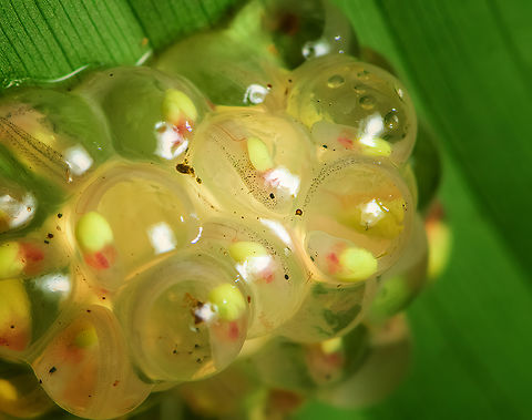 Atrato Glass Frog - egg clutch closeup, Santa Cecilia, Colombia A beautiful species of glass frog. This is likely the male, as we found it defending a clutch of eggs on the underside of a large leaf. The eggs seem far developed. When the tadpoles hatch, they fall in the stream below and enter the game of chance that we call life.
https://www.jungledragon.com/image/144683/atrato_glass_frog_hyalinobatrachium_aureoguttatum_santa_cecilia_colombia.html
https://www.jungledragon.com/image/144684/atrato_glass_frog_hyalinobatrachium_aureoguttatum_-_side_view_santa_cecilia_colombia.html
https://www.jungledragon.com/image/144685/atrato_glass_frog_hyalinobatrachium_aureoguttatum_-_frontal_santa_cecilia_colombia.html
https://www.jungledragon.com/image/144691/atrato_glass_frog_-_egg_clutch_santa_cecilia_colombia.html Atrato Glass Frog,Colombia,Colombia 2022,Geotagged,Hyalinobatrachium aureoguttatum,Santa Cecilia,South America,Summer,Tatamá National Natural Park,World