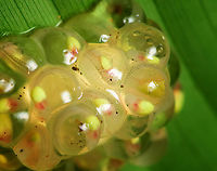 Atrato Glass Frog - egg clutch closeup, Santa Cecilia, Colombia A beautiful species of glass frog. This is likely the male, as we found it defending a clutch of eggs on the underside of a large leaf. The eggs seem far developed. When the tadpoles hatch, they fall in the stream below and enter the game of chance that we call life.<br />
https://www.jungledragon.com/image/144683/atrato_glass_frog_hyalinobatrachium_aureoguttatum_santa_cecilia_colombia.html<br />
https://www.jungledragon.com/image/144684/atrato_glass_frog_hyalinobatrachium_aureoguttatum_-_side_view_santa_cecilia_colombia.html<br />
https://www.jungledragon.com/image/144685/atrato_glass_frog_hyalinobatrachium_aureoguttatum_-_frontal_santa_cecilia_colombia.html<br />
https://www.jungledragon.com/image/144691/atrato_glass_frog_-_egg_clutch_santa_cecilia_colombia.html Atrato Glass Frog,Colombia,Colombia 2022,Geotagged,Hyalinobatrachium aureoguttatum,Santa Cecilia,South America,Summer,Tatamá National Natural Park,World