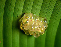 Atrato Glass Frog - egg clutch, Santa Cecilia, Colombia A beautiful species of glass frog. This is likely the male, as we found it defending a clutch of eggs on the underside of a large leaf. The eggs seem far developed. When the tadpoles hatch, they fall in the stream below and enter the game of chance that we call life.<br />
https://www.jungledragon.com/image/144683/atrato_glass_frog_hyalinobatrachium_aureoguttatum_santa_cecilia_colombia.html<br />
https://www.jungledragon.com/image/144684/atrato_glass_frog_hyalinobatrachium_aureoguttatum_-_side_view_santa_cecilia_colombia.html<br />
https://www.jungledragon.com/image/144685/atrato_glass_frog_hyalinobatrachium_aureoguttatum_-_frontal_santa_cecilia_colombia.html<br />
https://www.jungledragon.com/image/144690/atrato_glass_frog_-_egg_clutch_closeup_santa_cecilia_colombia.html Atrato Glass Frog,Colombia,Colombia 2022,Geotagged,Hyalinobatrachium aureoguttatum,Santa Cecilia,South America,Summer,Tatamá National Natural Park,World