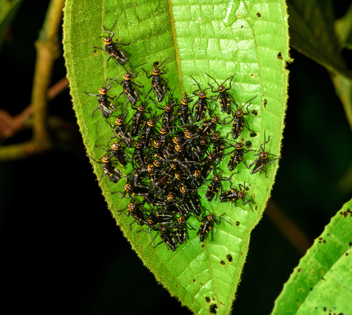 Soldier Grasshopper nymphs, Santa Cecilia, Colombia Tentative ID. Reference:<br />
<a href="https://www.inaturalist.org/observations/18387693" rel="nofollow">https://www.inaturalist.org/observations/18387693</a> Chromacris speciosa,Colombia,Colombia 2022,Geotagged,Santa Cecilia,Soldier Grasshopper,South America,Summer,Tatamá National Natural Park,World