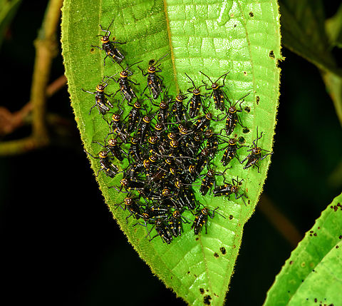 Soldier Grasshopper nymphs, Santa Cecilia, Colombia Tentative ID. Reference:
https://www.inaturalist.org/observations/18387693 Chromacris speciosa,Colombia,Colombia 2022,Geotagged,Santa Cecilia,Soldier Grasshopper,South America,Summer,Tatamá National Natural Park,World