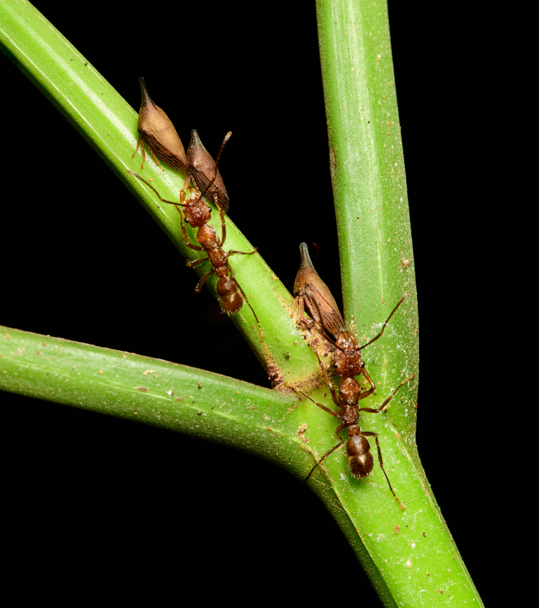 Ants milking Aconophora laminata treehoppers, Santa Cecilia, Colombia Reference:<br />
<a href="https://www.inaturalist.org/observations/15375343" rel="nofollow">https://www.inaturalist.org/observations/15375343</a> Aconophora laminata,Colombia,Colombia 2022,Geotagged,Santa Cecilia,South America,Summer,Tatam&aacute; National Natural Park,World