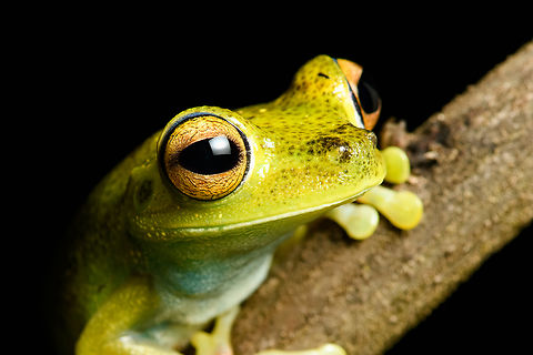 Boana rufitela - head, Santa Cecilia, Colombia https://www.jungledragon.com/image/144753/boana_rufitela_santa_cecilia_colombia.html
https://www.jungledragon.com/image/144752/boana_rufitela_-_side_view_santa_cecilia_colombia.html
https://www.jungledragon.com/image/144751/boana_rufitela_-_closeup_santa_cecilia_colombia.html Boana rufitela,Canal Zone tree frog,Colombia,Colombia 2022,Geotagged,Santa Cecilia,South America,Summer,Tatamá National Natural Park,World