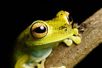 Boana rufitela - head, Santa Cecilia, Colombia https://www.jungledragon.com/image/144753/boana_rufitela_santa_cecilia_colombia.html<br />
https://www.jungledragon.com/image/144752/boana_rufitela_-_side_view_santa_cecilia_colombia.html<br />
https://www.jungledragon.com/image/144751/boana_rufitela_-_closeup_santa_cecilia_colombia.html Boana rufitela,Canal Zone tree frog,Colombia,Colombia 2022,Geotagged,Santa Cecilia,South America,Summer,Tatamá National Natural Park,World