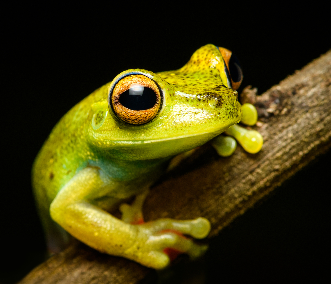 Boana rufitela - closeup, Santa Cecilia, Colombia <figure class="photo"><a href="https://www.jungledragon.com/image/144753/boana_rufitela_santa_cecilia_colombia.html" title="Boana rufitela, Santa Cecilia, Colombia"><img src="https://s3.amazonaws.com/media.jungledragon.com/images/2/144753_thumb.jpg?AWSAccessKeyId=05GMT0V3GWVNE7GGM1R2&Expires=1759968010&Signature=Wk4ATu2r2fk2gYBMaCqZrnyAtQ8%3D" width="200" height="156" alt="Boana rufitela, Santa Cecilia, Colombia https://www.jungledragon.com/image/144752/boana_rufitela_-_side_view_santa_cecilia_colombia.html<br />
https://www.jungledragon.com/image/144751/boana_rufitela_-_closeup_santa_cecilia_colombia.html<br />
https://www.jungledragon.com/image/144750/boana_rufitela_-_head_santa_cecilia_colombia.html Boana rufitela,Canal Zone tree frog,Colombia,Colombia 2022,Geotagged,Santa Cecilia,South America,Summer,Tatam&aacute; National Natural Park,World" /></a></figure><br />
<figure class="photo"><a href="https://www.jungledragon.com/image/144752/boana_rufitela_-_side_view_santa_cecilia_colombia.html" title="Boana rufitela - side view, Santa Cecilia, Colombia"><img src="https://s3.amazonaws.com/media.jungledragon.com/images/2/144752_thumb.jpg?AWSAccessKeyId=05GMT0V3GWVNE7GGM1R2&Expires=1759968010&Signature=0UbJYTqRMaTrEMMcwH13RvEJfsI%3D" width="200" height="132" alt="Boana rufitela - side view, Santa Cecilia, Colombia https://www.jungledragon.com/image/144753/boana_rufitela_santa_cecilia_colombia.html<br />
https://www.jungledragon.com/image/144751/boana_rufitela_-_closeup_santa_cecilia_colombia.html<br />
https://www.jungledragon.com/image/144750/boana_rufitela_-_head_santa_cecilia_colombia.html Boana rufitela,Canal Zone tree frog,Colombia,Colombia 2022,Geotagged,Santa Cecilia,South America,Summer,Tatam&aacute; National Natural Park,World" /></a></figure><br />
<figure class="photo"><a href="https://www.jungledragon.com/image/144750/boana_rufitela_-_head_santa_cecilia_colombia.html" title="Boana rufitela - head, Santa Cecilia, Colombia"><img src="https://s3.amazonaws.com/media.jungledragon.com/images/2/144750_thumb.jpg?AWSAccessKeyId=05GMT0V3GWVNE7GGM1R2&Expires=1759968010&Signature=115iIt%2Fs6%2BlRWm4fA2ytNbolzag%3D" width="200" height="134" alt="Boana rufitela - head, Santa Cecilia, Colombia https://www.jungledragon.com/image/144753/boana_rufitela_santa_cecilia_colombia.html<br />
https://www.jungledragon.com/image/144752/boana_rufitela_-_side_view_santa_cecilia_colombia.html<br />
https://www.jungledragon.com/image/144751/boana_rufitela_-_closeup_santa_cecilia_colombia.html Boana rufitela,Canal Zone tree frog,Colombia,Colombia 2022,Geotagged,Santa Cecilia,South America,Summer,Tatam&aacute; National Natural Park,World" /></a></figure> Boana rufitela,Canal Zone tree frog,Colombia,Colombia 2022,Geotagged,Santa Cecilia,South America,Summer,Tatamá National Natural Park,World