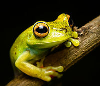 Boana rufitela - closeup, Santa Cecilia, Colombia https://www.jungledragon.com/image/144753/boana_rufitela_santa_cecilia_colombia.html<br />
https://www.jungledragon.com/image/144752/boana_rufitela_-_side_view_santa_cecilia_colombia.html<br />
https://www.jungledragon.com/image/144750/boana_rufitela_-_head_santa_cecilia_colombia.html Boana rufitela,Canal Zone tree frog,Colombia,Colombia 2022,Geotagged,Santa Cecilia,South America,Summer,Tatamá National Natural Park,World