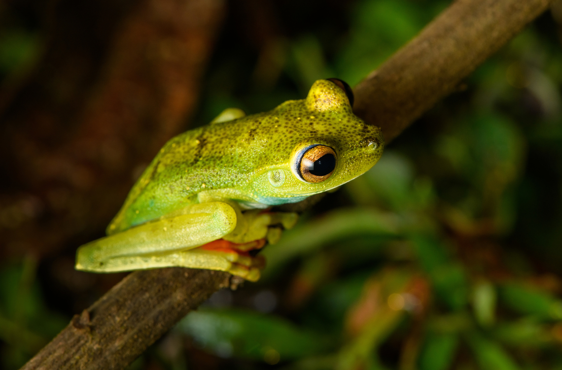 Boana rufitela - side view, Santa Cecilia, Colombia <figure class="photo"><a href="https://www.jungledragon.com/image/144753/boana_rufitela_santa_cecilia_colombia.html" title="Boana rufitela, Santa Cecilia, Colombia"><img src="https://s3.amazonaws.com/media.jungledragon.com/images/2/144753_thumb.jpg?AWSAccessKeyId=05GMT0V3GWVNE7GGM1R2&Expires=1759968010&Signature=Wk4ATu2r2fk2gYBMaCqZrnyAtQ8%3D" width="200" height="156" alt="Boana rufitela, Santa Cecilia, Colombia https://www.jungledragon.com/image/144752/boana_rufitela_-_side_view_santa_cecilia_colombia.html<br />
https://www.jungledragon.com/image/144751/boana_rufitela_-_closeup_santa_cecilia_colombia.html<br />
https://www.jungledragon.com/image/144750/boana_rufitela_-_head_santa_cecilia_colombia.html Boana rufitela,Canal Zone tree frog,Colombia,Colombia 2022,Geotagged,Santa Cecilia,South America,Summer,Tatam&aacute; National Natural Park,World" /></a></figure><br />
<figure class="photo"><a href="https://www.jungledragon.com/image/144751/boana_rufitela_-_closeup_santa_cecilia_colombia.html" title="Boana rufitela - closeup, Santa Cecilia, Colombia"><img src="https://s3.amazonaws.com/media.jungledragon.com/images/2/144751_thumb.jpg?AWSAccessKeyId=05GMT0V3GWVNE7GGM1R2&Expires=1759968010&Signature=IFmv1FDfZDEGKGWynyHnyo9sIt0%3D" width="200" height="172" alt="Boana rufitela - closeup, Santa Cecilia, Colombia https://www.jungledragon.com/image/144753/boana_rufitela_santa_cecilia_colombia.html<br />
https://www.jungledragon.com/image/144752/boana_rufitela_-_side_view_santa_cecilia_colombia.html<br />
https://www.jungledragon.com/image/144750/boana_rufitela_-_head_santa_cecilia_colombia.html Boana rufitela,Canal Zone tree frog,Colombia,Colombia 2022,Geotagged,Santa Cecilia,South America,Summer,Tatam&aacute; National Natural Park,World" /></a></figure><br />
<figure class="photo"><a href="https://www.jungledragon.com/image/144750/boana_rufitela_-_head_santa_cecilia_colombia.html" title="Boana rufitela - head, Santa Cecilia, Colombia"><img src="https://s3.amazonaws.com/media.jungledragon.com/images/2/144750_thumb.jpg?AWSAccessKeyId=05GMT0V3GWVNE7GGM1R2&Expires=1759968010&Signature=115iIt%2Fs6%2BlRWm4fA2ytNbolzag%3D" width="200" height="134" alt="Boana rufitela - head, Santa Cecilia, Colombia https://www.jungledragon.com/image/144753/boana_rufitela_santa_cecilia_colombia.html<br />
https://www.jungledragon.com/image/144752/boana_rufitela_-_side_view_santa_cecilia_colombia.html<br />
https://www.jungledragon.com/image/144751/boana_rufitela_-_closeup_santa_cecilia_colombia.html Boana rufitela,Canal Zone tree frog,Colombia,Colombia 2022,Geotagged,Santa Cecilia,South America,Summer,Tatam&aacute; National Natural Park,World" /></a></figure> Boana rufitela,Canal Zone tree frog,Colombia,Colombia 2022,Geotagged,Santa Cecilia,South America,Summer,Tatamá National Natural Park,World