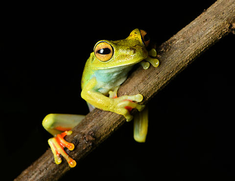 Boana rufitela, Santa Cecilia, Colombia https://www.jungledragon.com/image/144752/boana_rufitela_-_side_view_santa_cecilia_colombia.html
https://www.jungledragon.com/image/144751/boana_rufitela_-_closeup_santa_cecilia_colombia.html
https://www.jungledragon.com/image/144750/boana_rufitela_-_head_santa_cecilia_colombia.html Boana rufitela,Canal Zone tree frog,Colombia,Colombia 2022,Geotagged,Santa Cecilia,South America,Summer,Tatamá National Natural Park,World