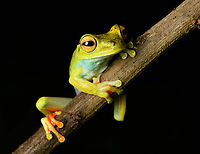 Boana rufitela, Santa Cecilia, Colombia https://www.jungledragon.com/image/144752/boana_rufitela_-_side_view_santa_cecilia_colombia.html<br />
https://www.jungledragon.com/image/144751/boana_rufitela_-_closeup_santa_cecilia_colombia.html<br />
https://www.jungledragon.com/image/144750/boana_rufitela_-_head_santa_cecilia_colombia.html Boana rufitela,Canal Zone tree frog,Colombia,Colombia 2022,Geotagged,Santa Cecilia,South America,Summer,Tatamá National Natural Park,World