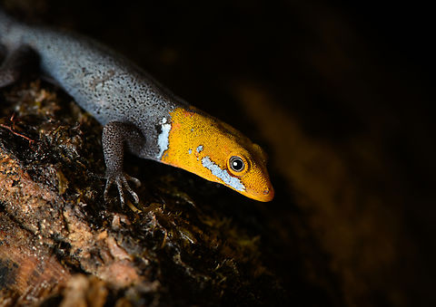 Yellow-headed gecko - closeup, Santa Cecilia, Colombia The male of the species.
https://www.jungledragon.com/image/144755/yellow-headed_gecko_santa_cecilia_colombia.html Colombia,Colombia 2022,Geotagged,Gonatodes albogularis,Santa Cecilia,South America,Summer,Tatamá National Natural Park,World,Yellow-headed gecko