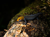 Yellow-headed gecko, Santa Cecilia, Colombia The male of the species.<br />
https://www.jungledragon.com/image/144754/yellow-headed_gecko_-_closeup_santa_cecilia_colombia.html Colombia,Colombia 2022,Geotagged,Gonatodes albogularis,Santa Cecilia,South America,Summer,Tatam&aacute; National Natural Park,World,Yellow-headed gecko