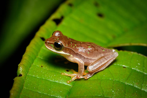 Masked Tree Frog - side view, Santa Cecilia, Colombia https://www.jungledragon.com/image/144757/masked_tree_frog_santa_cecilia_colombia.html Colombia,Colombia 2022,Geotagged,Masked Tree Frog,Santa Cecilia,Smilisca phaeota,South America,Summer,Tatam&aacute; National Natural Park,World