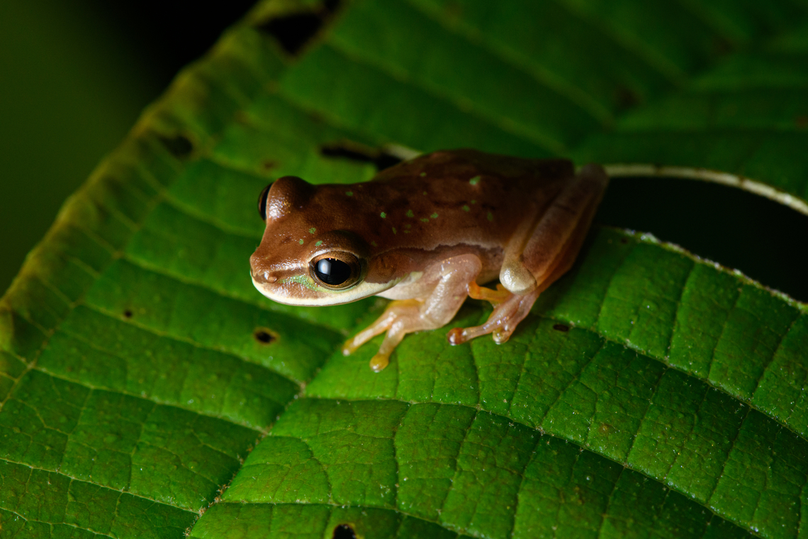 Masked Tree Frog, Santa Cecilia, Colombia <figure class="photo"><a href="https://www.jungledragon.com/image/144756/masked_tree_frog_-_side_view_santa_cecilia_colombia.html" title="Masked Tree Frog - side view, Santa Cecilia, Colombia"><img src="https://s3.amazonaws.com/media.jungledragon.com/images/2/144756_thumb.jpg?AWSAccessKeyId=05GMT0V3GWVNE7GGM1R2&Expires=1759968010&Signature=UPQYHIBdcvIs%2FPItBH%2B%2FKZRitu8%3D" width="200" height="134" alt="Masked Tree Frog - side view, Santa Cecilia, Colombia https://www.jungledragon.com/image/144757/masked_tree_frog_santa_cecilia_colombia.html Colombia,Colombia 2022,Geotagged,Masked Tree Frog,Santa Cecilia,Smilisca phaeota,South America,Summer,Tatam&aacute; National Natural Park,World" /></a></figure> Colombia,Colombia 2022,Geotagged,New Granada cross-banded tree frog,Santa Cecilia,Smilisca phaeota,South America,Summer,Tatamá National Natural Park,World