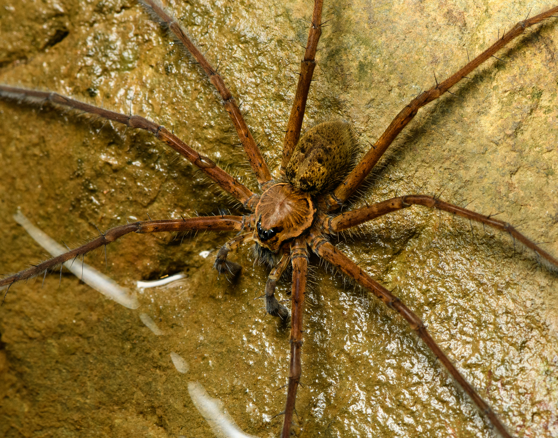 Tropical wandering spider fishing - closeup, Santa Cecilia, Colombia Checking with an expert to establish the family, but this seems behavior typical of a &quot;fishing spider&quot;: sensing vibrations on the water surface with the front legs, followed by a run and bite attack.<br />
<figure class="photo"><a href="https://www.jungledragon.com/image/144766/tropical_wandering_spider_fishing_santa_cecilia_colombia.html" title="Tropical wandering spider fishing, Santa Cecilia, Colombia"><img src="https://s3.amazonaws.com/media.jungledragon.com/images/2/144766_thumb.jpg?AWSAccessKeyId=05GMT0V3GWVNE7GGM1R2&Expires=1759968010&Signature=7loPxRJumDc4ORBGSdFO1kuYczc%3D" width="200" height="158" alt="Tropical wandering spider fishing, Santa Cecilia, Colombia Checking with an expert to establish the family, but this seems behavior typical of a &quot;fishing spider&quot;: sensing vibrations on the water surface with the front legs, followed by a run and bite attack.<br />
https://www.jungledragon.com/image/144765/tropical_wandering_spider_fishing_-_closeup_santa_cecilia_colombia.html<br />
Genus Trechalea, likely the most common species Trechalea macconelli according to Hubert H&ouml;fer from https://www.wandering-spiders.net/ Colombia,Colombia 2022,Geotagged,Santa Cecilia,South America,Summer,Tatam&aacute; National Natural Park,Trechalea macconelli,World" /></a></figure><br />
Genus Trechalea, likely the most common species Trechalea macconelli according to Hubert H&ouml;fer from <a href="https://www.wandering-spiders.net/" rel="nofollow">https://www.wandering-spiders.net/</a> Colombia,Colombia 2022,Geotagged,Santa Cecilia,South America,Summer,Tatamá National Natural Park,Trechalea macconelli,World