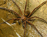 Tropical wandering spider fishing - closeup, Santa Cecilia, Colombia Checking with an expert to establish the family, but this seems behavior typical of a "fishing spider": sensing vibrations on the water surface with the front legs, followed by a run and bite attack.<br />
https://www.jungledragon.com/image/144766/tropical_wandering_spider_fishing_santa_cecilia_colombia.html<br />
Genus Trechalea, likely the most common species Trechalea macconelli according to Hubert Höfer from https://www.wandering-spiders.net/ Colombia,Colombia 2022,Geotagged,Santa Cecilia,South America,Summer,Tatamá National Natural Park,Trechalea macconelli,World