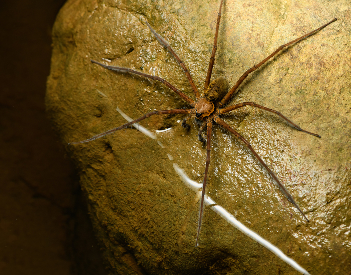 Tropical wandering spider fishing, Santa Cecilia, Colombia Checking with an expert to establish the family, but this seems behavior typical of a &quot;fishing spider&quot;: sensing vibrations on the water surface with the front legs, followed by a run and bite attack.<br />
<figure class="photo"><a href="https://www.jungledragon.com/image/144765/tropical_wandering_spider_fishing_-_closeup_santa_cecilia_colombia.html" title="Tropical wandering spider fishing - closeup, Santa Cecilia, Colombia"><img src="https://s3.amazonaws.com/media.jungledragon.com/images/2/144765_thumb.jpg?AWSAccessKeyId=05GMT0V3GWVNE7GGM1R2&Expires=1767225610&Signature=M7LzVFp%2BuGudOLLyGJ9kGV4QgAQ%3D" width="200" height="158" alt="Tropical wandering spider fishing - closeup, Santa Cecilia, Colombia Checking with an expert to establish the family, but this seems behavior typical of a &quot;fishing spider&quot;: sensing vibrations on the water surface with the front legs, followed by a run and bite attack.<br />
https://www.jungledragon.com/image/144766/tropical_wandering_spider_fishing_santa_cecilia_colombia.html<br />
Genus Trechalea, likely the most common species Trechalea macconelli according to Hubert H&ouml;fer from https://www.wandering-spiders.net/ Colombia,Colombia 2022,Geotagged,Santa Cecilia,South America,Summer,Tatam&aacute; National Natural Park,Trechalea macconelli,World" /></a></figure><br />
Genus Trechalea, likely the most common species Trechalea macconelli according to Hubert H&ouml;fer from <a href="https://www.wandering-spiders.net/" rel="nofollow">https://www.wandering-spiders.net/</a> Colombia,Colombia 2022,Geotagged,Santa Cecilia,South America,Summer,Tatamá National Natural Park,Trechalea macconelli,World