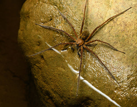 Tropical wandering spider fishing, Santa Cecilia, Colombia Checking with an expert to establish the family, but this seems behavior typical of a "fishing spider": sensing vibrations on the water surface with the front legs, followed by a run and bite attack.
https://www.jungledragon.com/image/144765/tropical_wandering_spider_fishing_-_closeup_santa_cecilia_colombia.html
Genus Trechalea, likely the most common species Trechalea macconelli according to Hubert H&ouml;fer from https://www.wandering-spiders.net/ Colombia,Colombia 2022,Geotagged,Santa Cecilia,South America,Summer,Tatam&aacute; National Natural Park,Trechalea macconelli,World