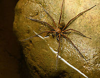 Tropical wandering spider fishing, Santa Cecilia, Colombia Checking with an expert to establish the family, but this seems behavior typical of a "fishing spider": sensing vibrations on the water surface with the front legs, followed by a run and bite attack.<br />
https://www.jungledragon.com/image/144765/tropical_wandering_spider_fishing_-_closeup_santa_cecilia_colombia.html<br />
Genus Trechalea, likely the most common species Trechalea macconelli according to Hubert Höfer from https://www.wandering-spiders.net/ Colombia,Colombia 2022,Geotagged,Santa Cecilia,South America,Summer,Tatamá National Natural Park,Trechalea macconelli,World