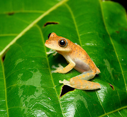 Boana boans, Santa Cecilia, Colombia Very likely a young Boana boans, but some discussion still ongoing. Boana boans,Colombia,Colombia 2022,Geotagged,Giant Gladiator Treefrog,Santa Cecilia,South America,Summer,Tatam&aacute; National Natural Park,World