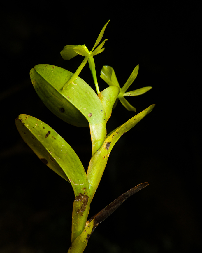 Epidendrum kerryae - full plant, Santa Cecilia, Colombia <figure class="photo"><a href="https://www.jungledragon.com/image/144795/epidendrum_kerryae_santa_cecilia_colombia.html" title="Epidendrum kerryae, Santa Cecilia, Colombia"><img src="https://s3.amazonaws.com/media.jungledragon.com/images/2/144795_thumb.jpg?AWSAccessKeyId=05GMT0V3GWVNE7GGM1R2&Expires=1759968010&Signature=4nN%2ByzD4od0ywtXuM11gravZEFI%3D" width="200" height="182" alt="Epidendrum kerryae, Santa Cecilia, Colombia https://www.jungledragon.com/image/144794/epidendrum_kerryae_-_full_plant_santa_cecilia_colombia.html Colombia,Colombia 2022,Epidendrum kerryae,Geotagged,Santa Cecilia,South America,Summer,Tatam&aacute; National Natural Park,World" /></a></figure> Colombia,Colombia 2022,Epidendrum kerryae,Geotagged,Santa Cecilia,South America,Summer,Tatamá National Natural Park,World