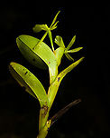 Epidendrum kerryae - full plant, Santa Cecilia, Colombia https://www.jungledragon.com/image/144795/epidendrum_kerryae_santa_cecilia_colombia.html Colombia,Colombia 2022,Epidendrum kerryae,Geotagged,Santa Cecilia,South America,Summer,Tatamá National Natural Park,World