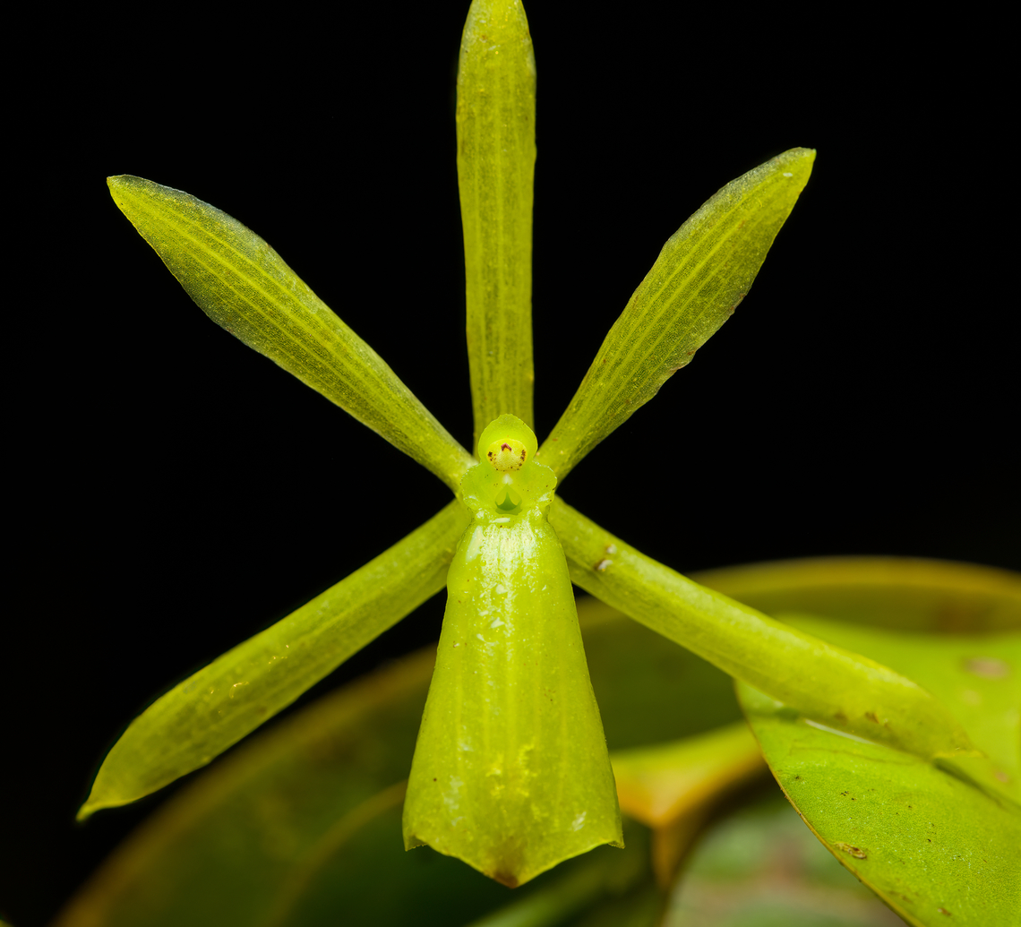 Epidendrum kerryae, Santa Cecilia, Colombia <figure class="photo"><a href="https://www.jungledragon.com/image/144794/epidendrum_kerryae_-_full_plant_santa_cecilia_colombia.html" title="Epidendrum kerryae - full plant, Santa Cecilia, Colombia"><img src="https://s3.amazonaws.com/media.jungledragon.com/images/2/144794_thumb.jpg?AWSAccessKeyId=05GMT0V3GWVNE7GGM1R2&Expires=1759968010&Signature=1dodeBapCBYCmJzNAgUuELE4EaQ%3D" width="122" height="152" alt="Epidendrum kerryae - full plant, Santa Cecilia, Colombia https://www.jungledragon.com/image/144795/epidendrum_kerryae_santa_cecilia_colombia.html Colombia,Colombia 2022,Epidendrum kerryae,Geotagged,Santa Cecilia,South America,Summer,Tatam&aacute; National Natural Park,World" /></a></figure> Colombia,Colombia 2022,Epidendrum kerryae,Geotagged,Santa Cecilia,South America,Summer,Tatamá National Natural Park,World