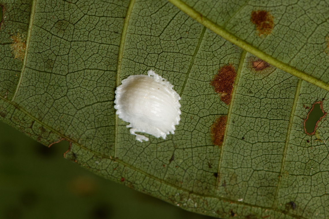 Treehopper egg sac, Santa Cecilia, Colombia  Colombia,Colombia 2022,Geotagged,Santa Cecilia,South America,Summer,Tatamá National Natural Park,World