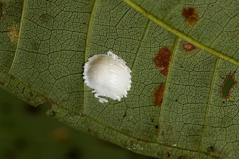 Treehopper egg sac, Santa Cecilia, Colombia  Colombia,Colombia 2022,Geotagged,Santa Cecilia,South America,Summer,Tatamá National Natural Park,World