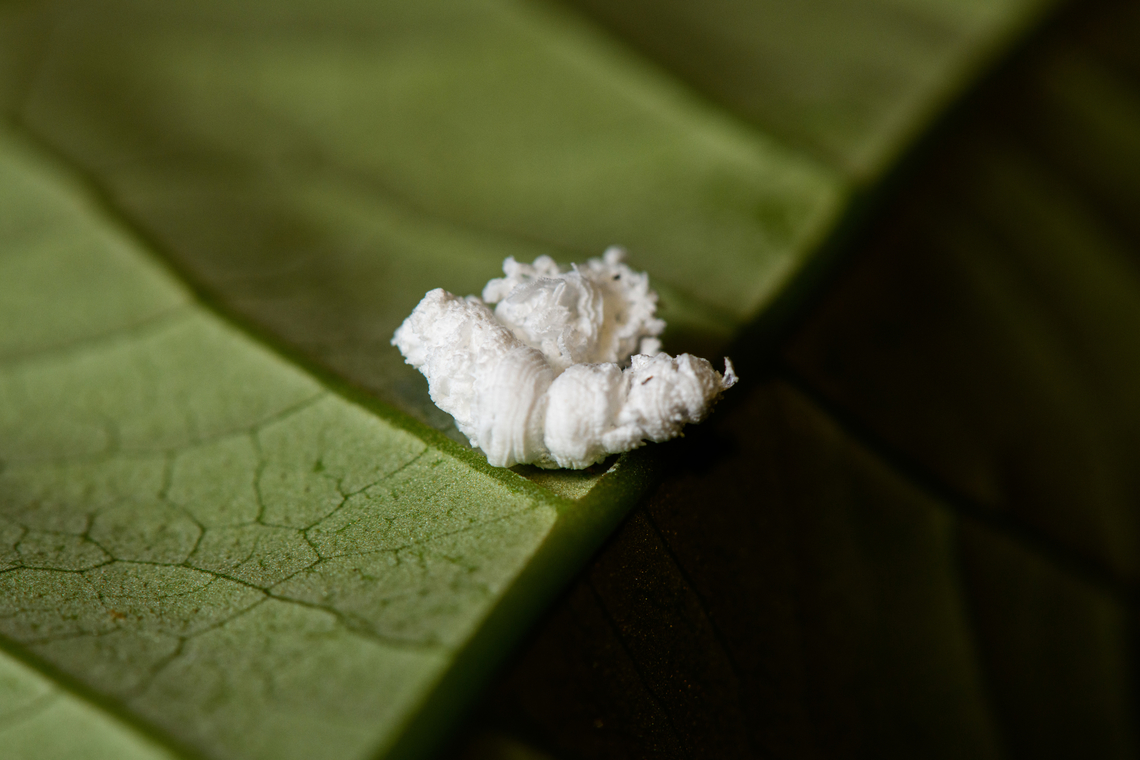 Flatid Planthopper nymph, Santa Cecilia, Colombia  Colombia,Colombia 2022,Geotagged,Santa Cecilia,South America,Summer,Tatam&aacute; National Natural Park,World