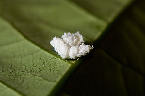 Flatid Planthopper nymph, Santa Cecilia, Colombia  Colombia,Colombia 2022,Geotagged,Santa Cecilia,South America,Summer,Tatam&aacute; National Natural Park,World