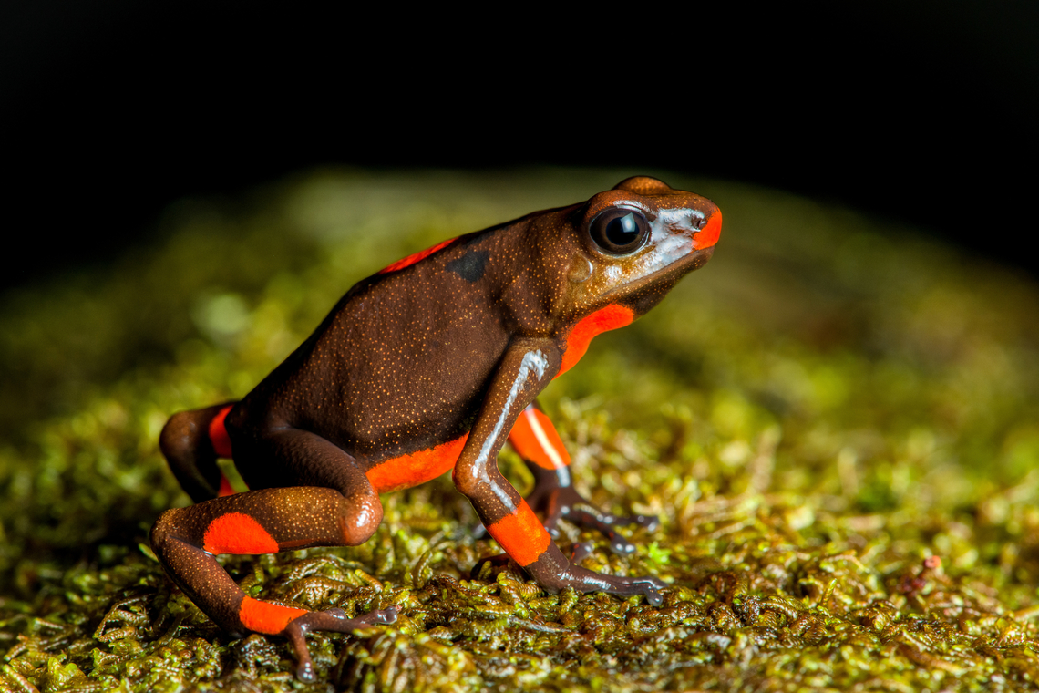 Oophaga histrionica - red morph, Santa Cecilia, Colombia The 2nd location in which we found this species. This individual is the most red sub-morph so far. (Light) orange:<br />
<figure class="photo"><a href="https://www.jungledragon.com/image/144459/oophaga_histrionica_santa_cecilia_colombia.html" title="Oophaga histrionica, Santa Cecilia, Colombia"><img src="https://s3.amazonaws.com/media.jungledragon.com/images/2/144459_thumb.jpg?AWSAccessKeyId=05GMT0V3GWVNE7GGM1R2&Expires=1759968010&Signature=YgxT%2FD3oA%2B6ZrvKiLAK4eVAifWM%3D" width="200" height="132" alt="Oophaga histrionica, Santa Cecilia, Colombia A beautiful poison-dart frog endemic to western Colombia. Since 2018, this species has been split into 4 species, this being the &quot;real&quot; Oophaga histrionica. There&#039;s multiple morphs of this species, this being the orange one. More formally: &quot;Orange or red Bullseye Tatama&quot;.<br />
https://www.jungledragon.com/image/144461/oophaga_histrionica_-_top_santa_cecilia_colombia.html<br />
https://www.jungledragon.com/image/144460/oophaga_histrionica_-_frontal_santa_cecilia_colombia.html<br />
https://www.jungledragon.com/image/144458/oophaga_histrionica_-_head_santa_cecilia_colombia.html<br />
Yellow morph:<br />
<br />
https://www.jungledragon.com/image/144466/oophaga_histrionica_-_yellow_morph_santa_cecilia_colombia.html Colombia,Colombia 2022,Geotagged,Harlequin poison frog,Oophaga histrionica,Santa Cecilia,South America,Summer,Tatam&aacute; National Natural Park,World" /></a></figure><br />
Yellow:<br />
<br />
<figure class="photo"><a href="https://www.jungledragon.com/image/144466/oophaga_histrionica_-_yellow_morph_santa_cecilia_colombia.html" title="Oophaga histrionica - yellow morph, Santa Cecilia, Colombia"><img src="https://s3.amazonaws.com/media.jungledragon.com/images/2/144466_thumb.jpg?AWSAccessKeyId=05GMT0V3GWVNE7GGM1R2&Expires=1759968010&Signature=zQZr8YBuLzZ%2F2YyRY7ExAC3UC0s%3D" width="200" height="158" alt="Oophaga histrionica - yellow morph, Santa Cecilia, Colombia This is the yellow morph of the Oophaga histrionica species. More formally: &quot;Orange or yellow Bullseye Tatama.&quot;<br />
https://www.jungledragon.com/image/144465/oophaga_histrionica_-_side_view_yellow_morph_santa_cecilia_colombia.html<br />
https://www.jungledragon.com/image/144464/oophaga_histrionica_-_head_yellow_morph_santa_cecilia_colombia.html<br />
Orange morph:<br />
<br />
https://www.jungledragon.com/image/144459/oophaga_histrionica_santa_cecilia_colombia.html Colombia,Colombia 2022,Geotagged,Harlequin poison frog,Oophaga histrionica,Santa Cecilia,South America,Summer,Tatam&aacute; National Natural Park,World" /></a></figure><br />
Mixed (yellow and orange):<br />
<br />
<figure class="photo"><a href="https://www.jungledragon.com/image/144541/oophaga_histrionica_-_mixed_morph_santa_cecilia_colombia.html" title="Oophaga histrionica - mixed morph, Santa Cecilia, Colombia"><img src="https://s3.amazonaws.com/media.jungledragon.com/images/2/144541_thumb.jpg?AWSAccessKeyId=05GMT0V3GWVNE7GGM1R2&Expires=1759968010&Signature=r7o6GarvI4CKaEr1Ob8%2FIZvkltk%3D" width="200" height="148" alt="Oophaga histrionica - mixed morph, Santa Cecilia, Colombia https://www.jungledragon.com/image/144542/oophaga_histrionica_-_mixed_morph_back_santa_cecilia_colombia.html<br />
This individual seems to be some type of hybrid morph, a mix of yellow and orange. Here are the orange and yellow morphs:<br />
<br />
https://www.jungledragon.com/image/144459/oophaga_histrionica_santa_cecilia_colombia.html<br />
https://www.jungledragon.com/image/144466/oophaga_histrionica_-_yellow_morph_santa_cecilia_colombia.html<br />
These were all found in the same area. Colombia,Colombia 2022,Geotagged,Harlequin poison frog,Oophaga histrionica,Santa Cecilia,South America,Summer,Tatam&aacute; National Natural Park,World" /></a></figure> Colombia,Colombia 2022,Geotagged,Harlequin poison frog,Oophaga histrionica,Santa Cecilia,South America,Summer,Tatamá National Natural Park,World