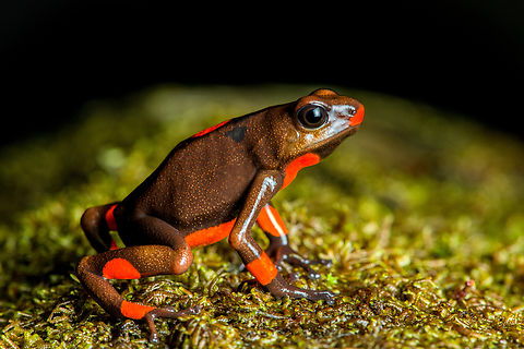 Oophaga histrionica - red morph, Santa Cecilia, Colombia The 2nd location in which we found this species. This individual is the most red sub-morph so far. (Light) orange:
https://www.jungledragon.com/image/144459/oophaga_histrionica_santa_cecilia_colombia.html
Yellow:

https://www.jungledragon.com/image/144466/oophaga_histrionica_-_yellow_morph_santa_cecilia_colombia.html
Mixed (yellow and orange):

https://www.jungledragon.com/image/144541/oophaga_histrionica_-_mixed_morph_santa_cecilia_colombia.html Colombia,Colombia 2022,Geotagged,Harlequin poison frog,Oophaga histrionica,Santa Cecilia,South America,Summer,Tatam&aacute; National Natural Park,World