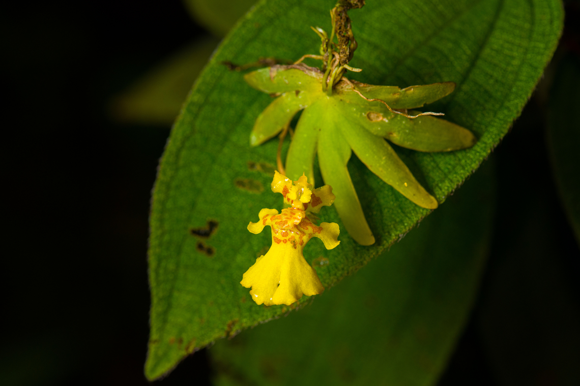 Erycina pusilla, Santa Cecilia, Colombia  Colombia,Colombia 2022,Erycina pusilla,Geotagged,Santa Cecilia,South America,Summer,Tatamá National Natural Park,World
