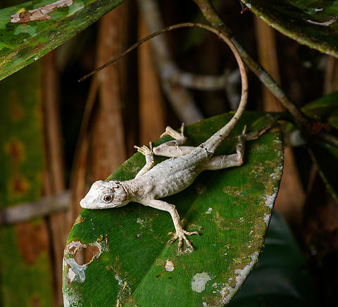 Anolis shedding skin, Santa Cecilia, Colombia Unfortunately, not possible to bring this one to species level in this condition. Colombia,Colombia 2022,Geotagged,Santa Cecilia,South America,Summer,Tatamá National Natural Park,World