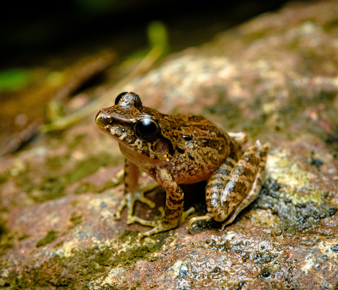 Craugastor sp., Santa Cecilia, Colombia <figure class="photo"><a href="https://www.jungledragon.com/image/144890/craugastor_sp._-_closeup_santa_cecilia_colombia.html" title="Craugastor sp. - closeup, Santa Cecilia, Colombia"><img src="https://s3.amazonaws.com/media.jungledragon.com/images/2/144890_thumb.jpg?AWSAccessKeyId=05GMT0V3GWVNE7GGM1R2&Expires=1767225610&Signature=zqkuuiy%2FekVrZi%2FCqObuyzxcscg%3D" width="200" height="134" alt="Craugastor sp. - closeup, Santa Cecilia, Colombia https://www.jungledragon.com/image/144889/craugastor_sp._santa_cecilia_colombia.html Colombia,Colombia 2022,Geotagged,Santa Cecilia,South America,Summer,Tatam&aacute; National Natural Park,World" /></a></figure> Colombia,Colombia 2022,Geotagged,Santa Cecilia,South America,Summer,Tatamá National Natural Park,World