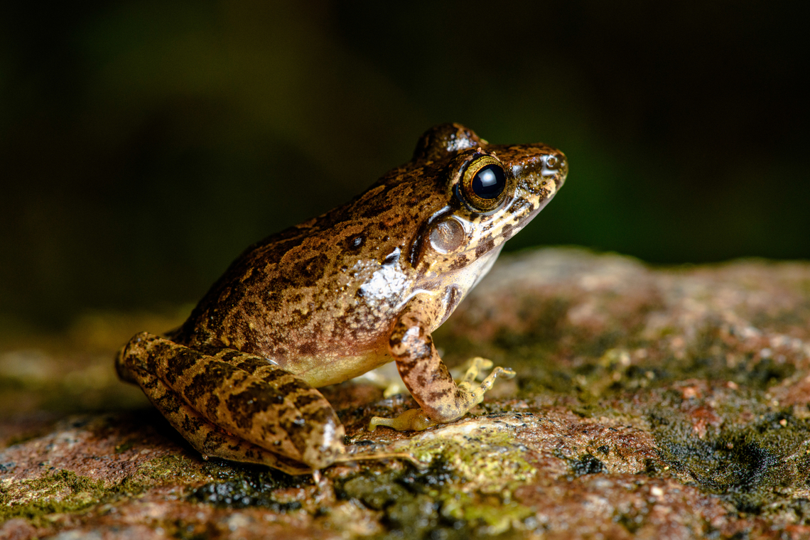 Craugastor sp. - closeup, Santa Cecilia, Colombia <figure class="photo"><a href="https://www.jungledragon.com/image/144889/craugastor_sp._santa_cecilia_colombia.html" title="Craugastor sp., Santa Cecilia, Colombia"><img src="https://s3.amazonaws.com/media.jungledragon.com/images/2/144889_thumb.jpg?AWSAccessKeyId=05GMT0V3GWVNE7GGM1R2&Expires=1769040010&Signature=ncv5QYTBWvif%2FmVEJMbb2A%2FbmIE%3D" width="200" height="172" alt="Craugastor sp., Santa Cecilia, Colombia https://www.jungledragon.com/image/144890/craugastor_sp._-_closeup_santa_cecilia_colombia.html Colombia,Colombia 2022,Geotagged,Santa Cecilia,South America,Summer,Tatam&aacute; National Natural Park,World" /></a></figure> Colombia,Colombia 2022,Geotagged,Santa Cecilia,South America,Summer,Tatam&aacute; National Natural Park,World