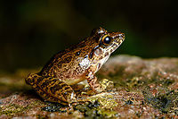 Craugastor sp. - closeup, Santa Cecilia, Colombia https://www.jungledragon.com/image/144889/craugastor_sp._santa_cecilia_colombia.html Colombia,Colombia 2022,Geotagged,Santa Cecilia,South America,Summer,Tatam&aacute; National Natural Park,World