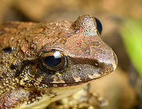 Craugastor sp2. - closeup, Santa Cecilia, Colombia https://www.jungledragon.com/image/144892/craugastor_sp2._santa_cecilia_colombia.html Colombia,Colombia 2022,Geotagged,Santa Cecilia,South America,Summer,Tatamá National Natural Park,World