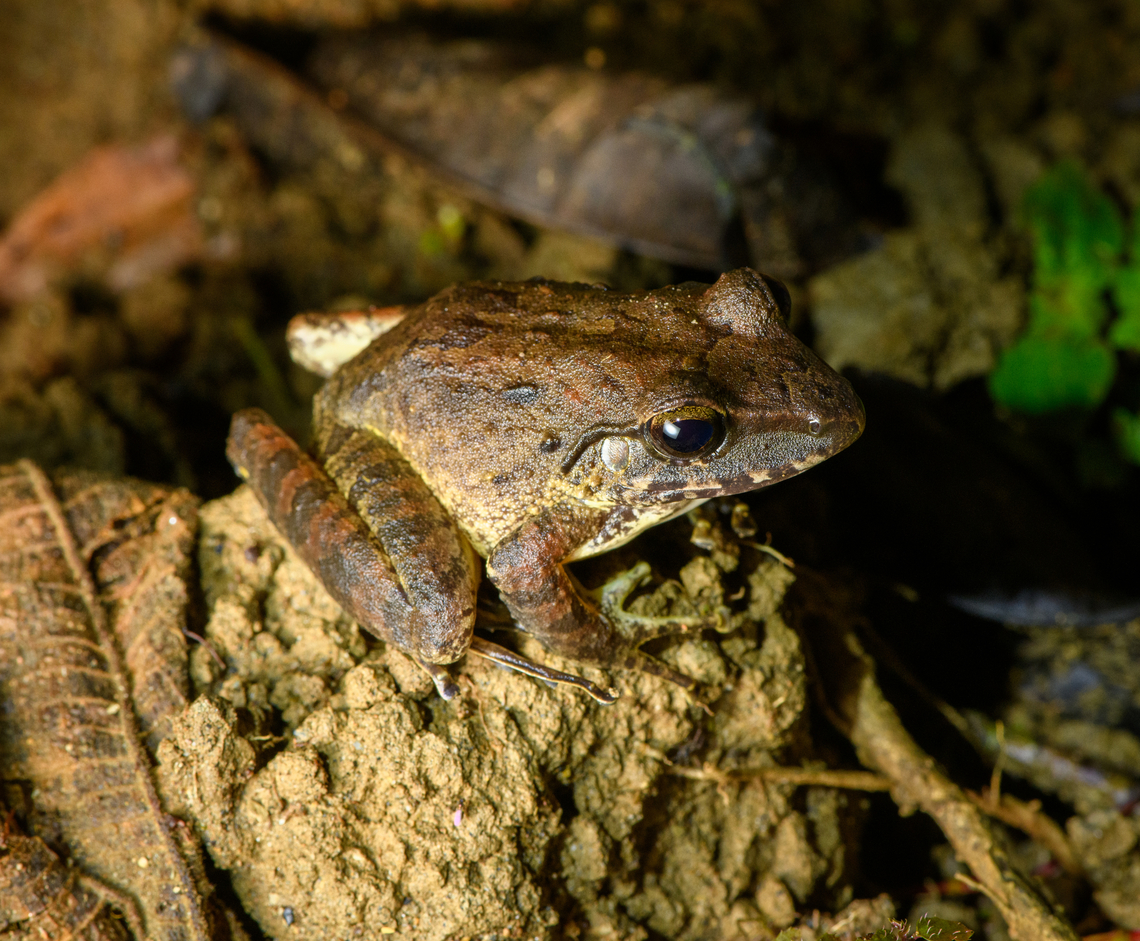 Craugastor sp2., Santa Cecilia, Colombia <figure class="photo"><a href="https://www.jungledragon.com/image/144891/craugastor_sp2._-_closeup_santa_cecilia_colombia.html" title="Craugastor sp2. - closeup, Santa Cecilia, Colombia"><img src="https://s3.amazonaws.com/media.jungledragon.com/images/2/144891_thumb.jpg?AWSAccessKeyId=05GMT0V3GWVNE7GGM1R2&Expires=1761782410&Signature=MlLJr%2FEPazXtaaXtqXZ7mGKNFRg%3D" width="200" height="154" alt="Craugastor sp2. - closeup, Santa Cecilia, Colombia https://www.jungledragon.com/image/144892/craugastor_sp2._santa_cecilia_colombia.html Colombia,Colombia 2022,Geotagged,Santa Cecilia,South America,Summer,Tatam&aacute; National Natural Park,World" /></a></figure> Colombia,Colombia 2022,Geotagged,Santa Cecilia,South America,Summer,Tatamá National Natural Park,World