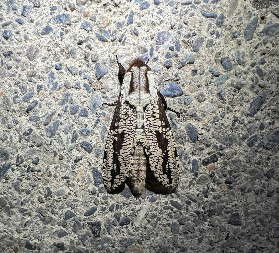 Morpheis pyracmon, Santa Cecilia, Colombia Smartphone photo. Colombia,Colombia 2022,Geotagged,Morpheis pyracmon,Santa Cecilia,South America,Summer,World