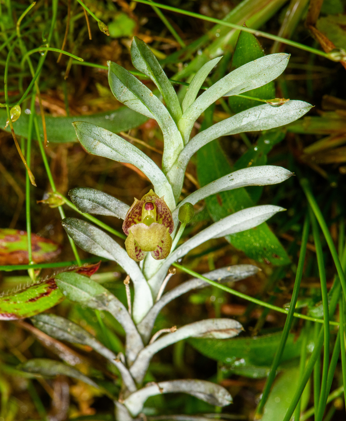 Dichaea panamensis, Santa Cecilia, Colombia  Colombia,Colombia 2022,Dichaea panamensis,Geotagged,Santa Cecilia,South America,Summer,Tatamá National Natural Park,World