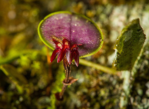 Trichosalpinx orbicularis, Santa Cecilia, Colombia A cryptic species, the leaf and flower very much give a lepanthes vibe, but lepanthes species don't have multiple flowers like this. Colombia,Colombia 2022,Geotagged,Santa Cecilia,South America,Summer,Tatamá National Natural Park,Trichosalpinx orbicularis,World