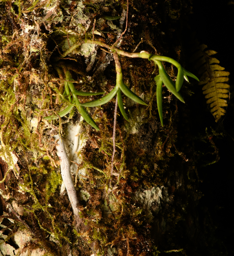 Epidendrum sp. - full plant, Santa Cecilia, Colombia <figure class="photo"><a href="https://www.jungledragon.com/image/144915/epidendrum_sp._-_flower_santa_cecilia_colombia.html" title="Epidendrum sp. - flower, Santa Cecilia, Colombia"><img src="https://s3.amazonaws.com/media.jungledragon.com/images/2/144915_thumb.jpg?AWSAccessKeyId=05GMT0V3GWVNE7GGM1R2&Expires=1761782410&Signature=Oj715ekrHRs0kNP9HDr1iMujD%2BE%3D" width="148" height="152" alt="Epidendrum sp. - flower, Santa Cecilia, Colombia https://www.jungledragon.com/image/144914/epidendrum_sp._-_full_plant_santa_cecilia_colombia.html Colombia,Colombia 2022,Geotagged,Santa Cecilia,South America,Summer,Tatam&aacute; National Natural Park,World" /></a></figure> Colombia,Colombia 2022,Geotagged,Santa Cecilia,South America,Summer,Tatamá National Natural Park,World