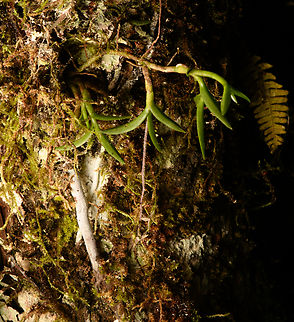 Epidendrum sp. - full plant, Santa Cecilia, Colombia https://www.jungledragon.com/image/144915/epidendrum_sp._-_flower_santa_cecilia_colombia.html Colombia,Colombia 2022,Geotagged,Santa Cecilia,South America,Summer,Tatam&aacute; National Natural Park,World
