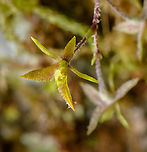 Epidendrum sp. - flower, Santa Cecilia, Colombia https://www.jungledragon.com/image/144914/epidendrum_sp._-_full_plant_santa_cecilia_colombia.html Colombia,Colombia 2022,Geotagged,Santa Cecilia,South America,Summer,Tatam&aacute; National Natural Park,World