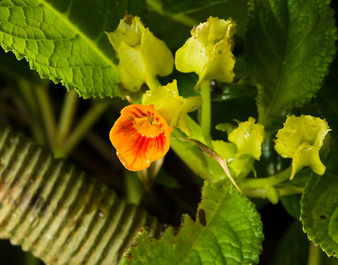 Chrysothemis friedrichsthaliana