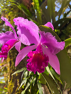 Christmas Orchid, Reserva Forestal Bosque de Yotoco, Colombia Endemic to Colombia. This one was growing in the botanical garden of Yotoco. As you can see, appearance is quite variable.
https://www.jungledragon.com/image/144919/christmas_orchid_-_var_2_reserva_forestal_bosque_de_yotoco_colombia.html
https://www.jungledragon.com/image/144920/christmas_orchid_-_var_3_reserva_forestal_bosque_de_yotoco_colombia.html Cattleya trianae,Colombia,Colombia 2022,Flor de Mayo,Geotagged,Reserva Forestal Bosque de Yotoco,South America,Summer,World