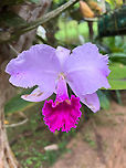 Christmas Orchid - var 2, Reserva Forestal Bosque de Yotoco, Colombia Endemic to Colombia. This one was growing in the botanical garden of Yotoco. As you can see, appearance is quite variable.<br />
https://www.jungledragon.com/image/144918/christmas_orchid_reserva_forestal_bosque_de_yotoco_colombia.html<br />
https://www.jungledragon.com/image/144920/christmas_orchid_-_var_3_reserva_forestal_bosque_de_yotoco_colombia.html Cattleya trianae,Christmas Orchid,Colombia,Colombia 2022,Geotagged,Reserva Forestal Bosque de Yotoco,South America,Summer,World