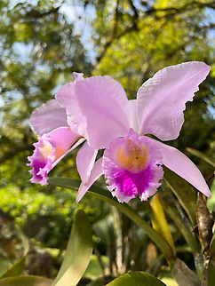 Christmas Orchid - var 3, Reserva Forestal Bosque de Yotoco, Colombia Endemic to Colombia. This one was growing in the botanical garden of Yotoco. As you can see, appearance is quite variable.
https://www.jungledragon.com/image/144918/christmas_orchid_reserva_forestal_bosque_de_yotoco_colombia.html
https://www.jungledragon.com/image/144919/christmas_orchid_-_var_2_reserva_forestal_bosque_de_yotoco_colombia.html Cattleya trianae,Christmas Orchid,Colombia,Colombia 2022,Geotagged,Reserva Forestal Bosque de Yotoco,South America,Summer,World